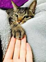 16380025782-koshka-top-p-kot-trogaet-lapoi-3.jpg