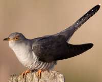 CuculuscanorusvogelartinfochrisromeiksCHR0431(cropped).jpg