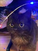 котикк.jpg