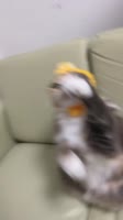 174868778635574323.mp4