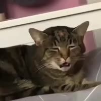 cat.mp4