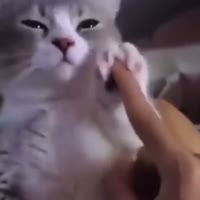 17410071635020.mp4