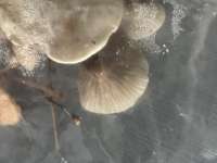 IMG0982.jpeg