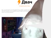 17119560353840.webm