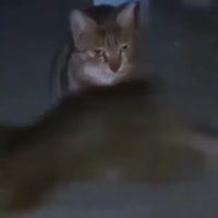 17137059626170.mp4