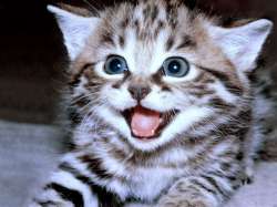lolcat.jpg