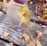 1748382744484.mp4