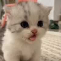 kitty1.webm