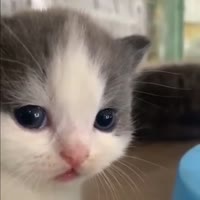 kitty2.webm