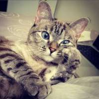 16398475187-koshka-top-p-zadumchivii-kotik-7.png