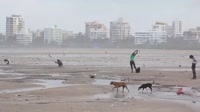 DesignatedShittingBeach.webm