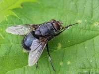 Calliphorauralensis01[1].JPG