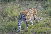 1280px-Leopard(Pantheraparduspardus)Kruger[1].jpg