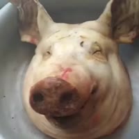 16618333391810.webm