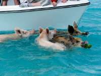 swimming pigs.jpg