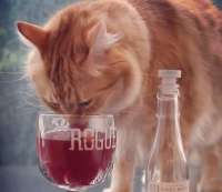 1740082294animals-pibig-info-p-kot-i-bokal-vina-zhivotnie-vkontakte-62.jpg