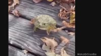 smex2.webm