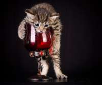 7053503955animals-pibig-info-p-kot-i-bokal-vina-zhivotnie-vkontakte-14.jpg