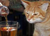 1460984916animals-pibig-info-p-kot-i-bokal-vina-zhivotnie-vkontakte-08.jpg