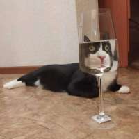 2881760026animals-pibig-info-p-kot-i-bokal-vina-zhivotnie-vkontakte-43.jpg
