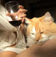 1817600114animals-pibig-info-p-kot-i-bokal-vina-zhivotnie-vkontakte-41.jpg