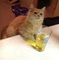 4074574115animals-pibig-info-p-kot-i-bokal-vina-zhivotnie-vkontakte-16.jpg
