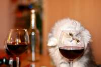 2481760052animals-pibig-info-p-kot-i-bokal-vina-zhivotnie-vkontakte-51.jpg