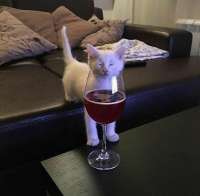 2581759959animals-pibig-info-p-kot-i-bokal-vina-zhivotnie-vkontakte-31.jpg