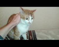 jivotnoe.webm