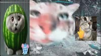 кот носок выступает с речью перед конгрессом.mp4