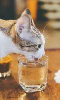 1641759994animals-pibig-info-p-kot-i-bokal-vina-zhivotnie-vkontakte-94.jpg