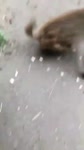 16212929932370.mp4