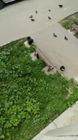 PXL20250512142520017.webm