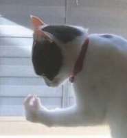 17275327611350.png