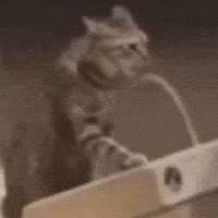 cat-speaking-cat-speaking-water.png