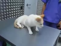 How to deactivate a cat.webm