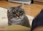 Зум котэ.webm