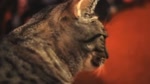 котэ.webm