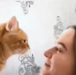 гифки-котэ-ББПЕ.webm