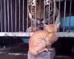 Кот - Царь Зверей.webm
