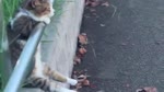 Кот апатия.webm