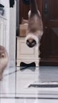 Котейки (Dinner Time).mp4