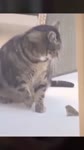Кот и воробей.webm