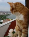 Кот и ворон.webm