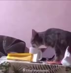 Кот и йогурт.mp4