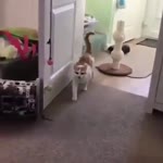 котик всё.mp4