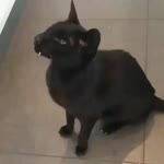 Котик Дракула.mp4
