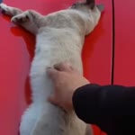 Котик на спорткаре.webm