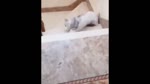 Котик по ступенькам.webm