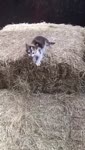 Котик прыг.webm